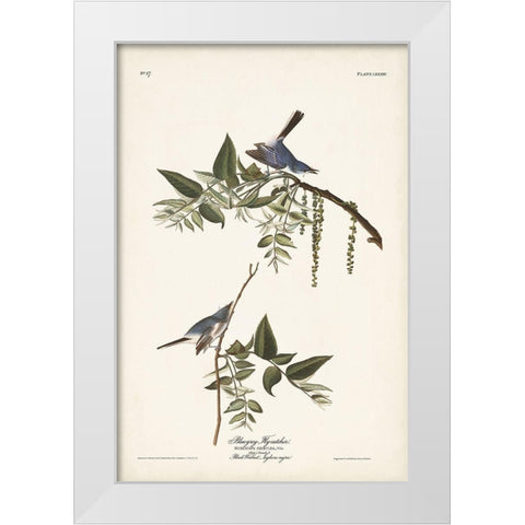 Pl. 84 Bluegrey Flycatcher White Modern Wood Framed Art Print by Audubon, John James