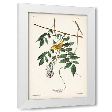 Pl. 95 Blue-eyed Yellow Warbler White Modern Wood Framed Art Print by Audubon, John James