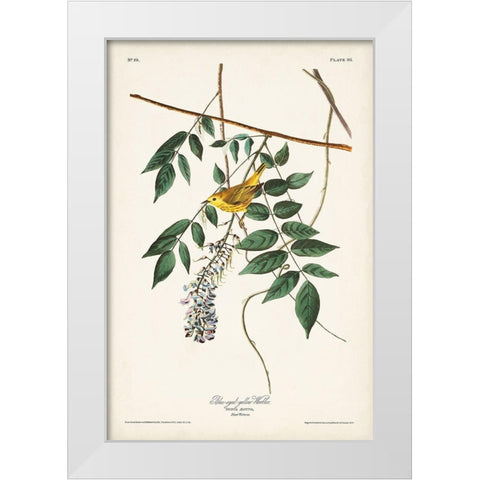 Pl. 95 Blue-eyed Yellow Warbler White Modern Wood Framed Art Print by Audubon, John James