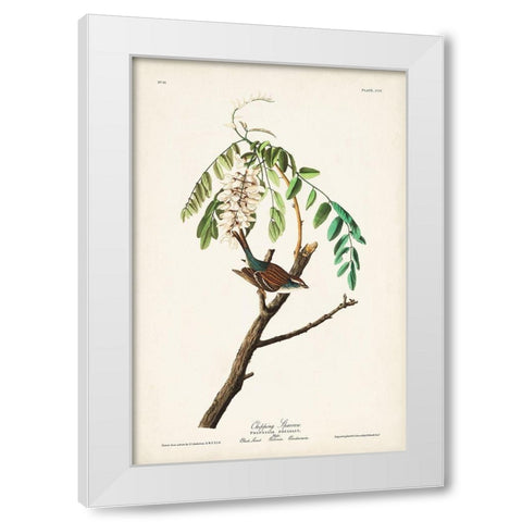 Pl. 104 Chipping Sparrow White Modern Wood Framed Art Print by Audubon, John James
