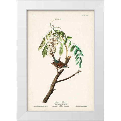 Pl. 104 Chipping Sparrow White Modern Wood Framed Art Print by Audubon, John James