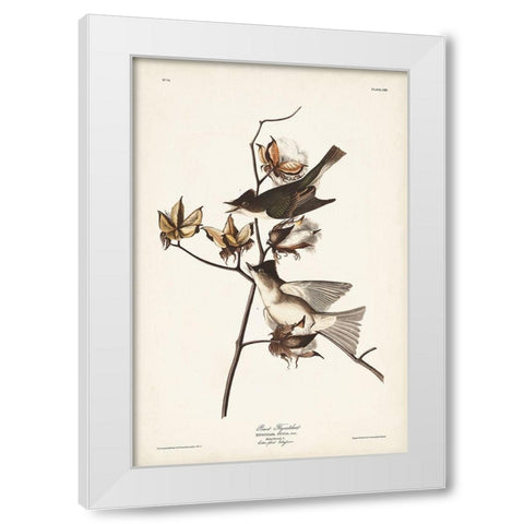Pl. 120 Pewit Flycatcher White Modern Wood Framed Art Print by Audubon, John James