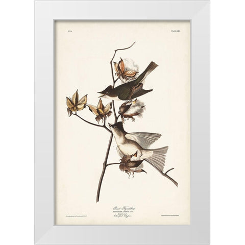 Pl. 120 Pewit Flycatcher White Modern Wood Framed Art Print by Audubon, John James