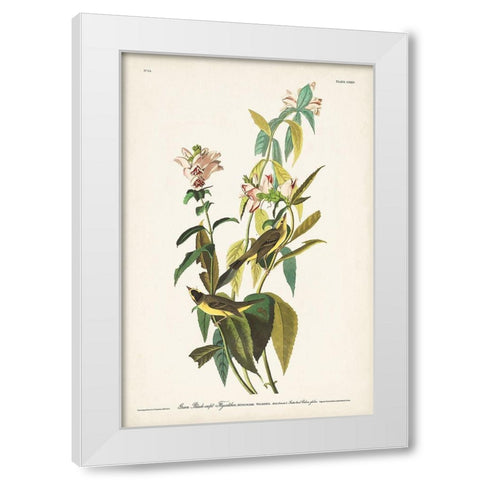 Pl. 124 Green Black-capt Flycatcher White Modern Wood Framed Art Print by Audubon, John James
