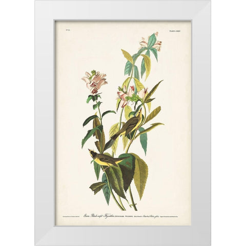 Pl. 124 Green Black-capt Flycatcher White Modern Wood Framed Art Print by Audubon, John James