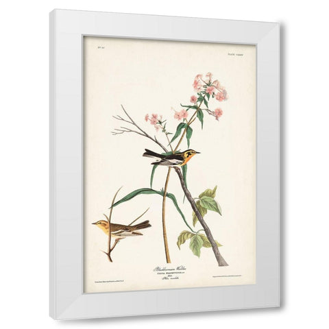 Pl. 135 Blackburnian Warbler White Modern Wood Framed Art Print by Audubon, John James