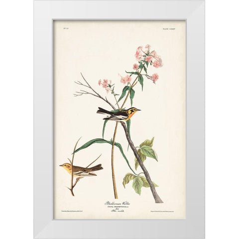 Pl. 135 Blackburnian Warbler White Modern Wood Framed Art Print by Audubon, John James