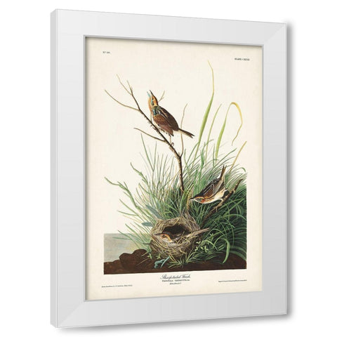 Pl. 149 Sharp-tailed Finch White Modern Wood Framed Art Print by Audubon, John James