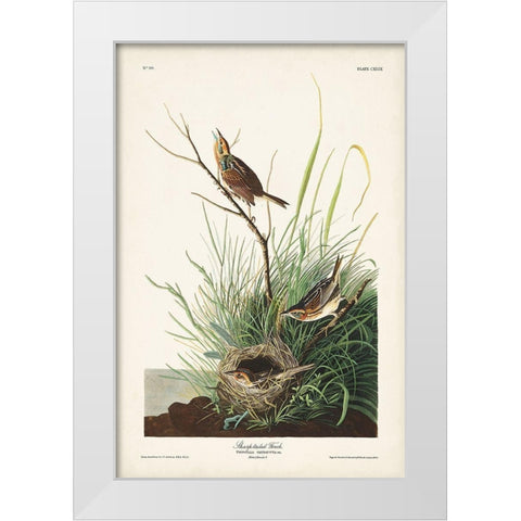 Pl. 149 Sharp-tailed Finch White Modern Wood Framed Art Print by Audubon, John James
