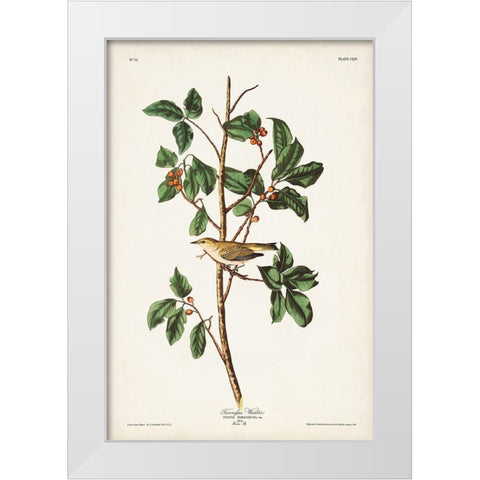 Pl. 154 Tennessee Warbler White Modern Wood Framed Art Print by Audubon, John James