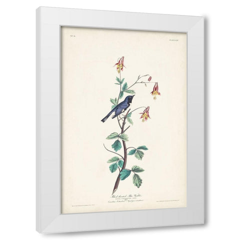 Pl. 155 Black-throated Blue Warbler White Modern Wood Framed Art Print by Audubon, John James