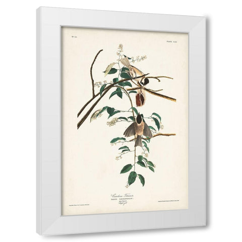 Pl. 160 Carolina Titmouse White Modern Wood Framed Art Print by Audubon, John James