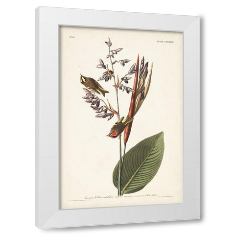 Pl. 183 American Golden-crested Wren White Modern Wood Framed Art Print by Audubon, John James