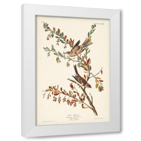 Pl. 188 Tree Sparrow White Modern Wood Framed Art Print by Audubon, John James