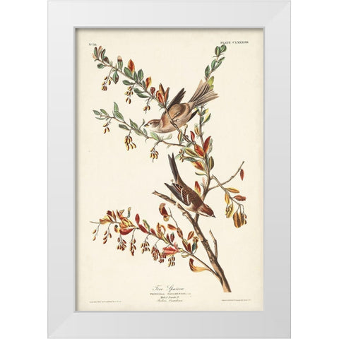 Pl. 188 Tree Sparrow White Modern Wood Framed Art Print by Audubon, John James