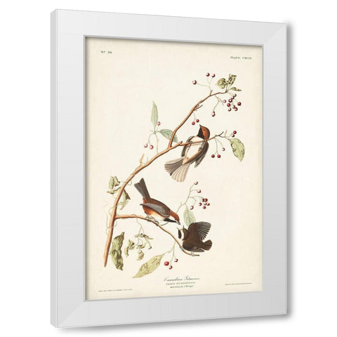Pl. 194 Canadian Titmouse White Modern Wood Framed Art Print by Audubon, John James