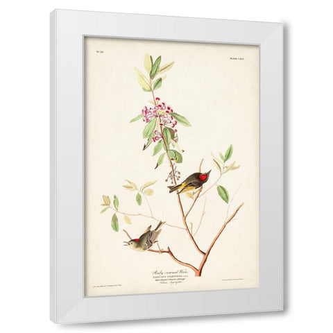 Pl. 195 Ruby-crowned Wren White Modern Wood Framed Art Print by Audubon, John James