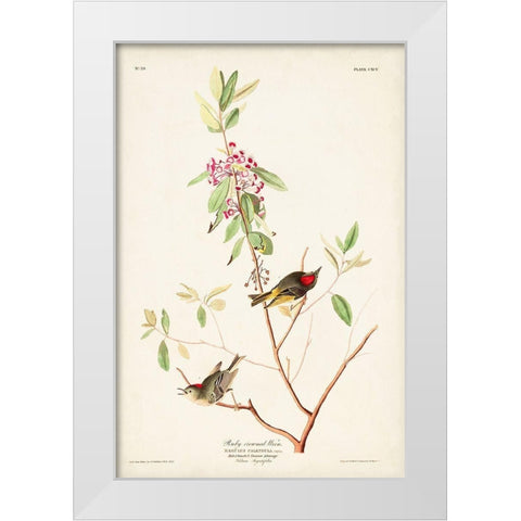 Pl. 195 Ruby-crowned Wren White Modern Wood Framed Art Print by Audubon, John James
