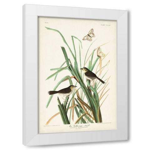 Pl. 355 Mac Gillivrays Finch White Modern Wood Framed Art Print by Audubon, John James