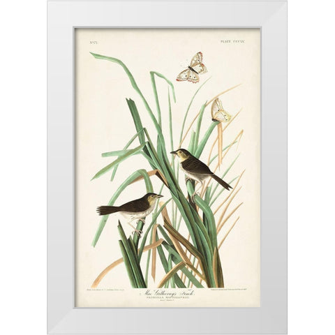 Pl. 355 Mac Gillivrays Finch White Modern Wood Framed Art Print by Audubon, John James