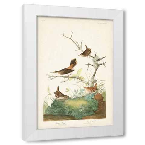 Pl. 360 Winter Wren White Modern Wood Framed Art Print by Audubon, John James
