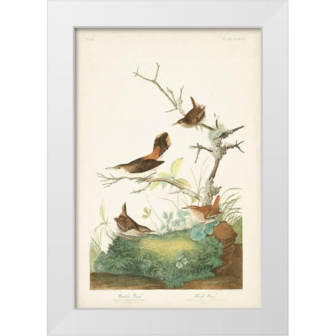 Pl. 360 Winter Wren White Modern Wood Framed Art Print by Audubon, John James