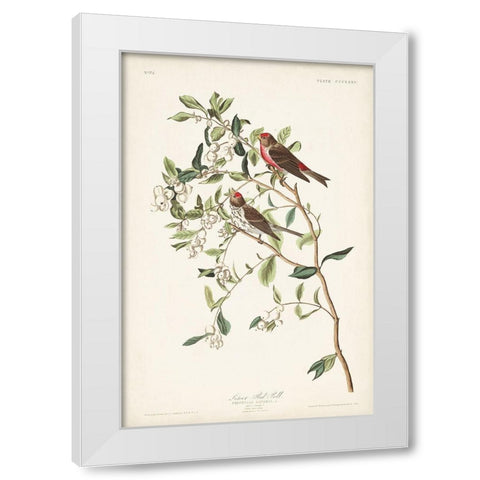 Pl. 375 Lesser Red Poll White Modern Wood Framed Art Print by Audubon, John James