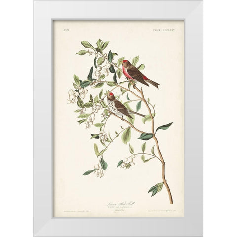 Pl. 375 Lesser Red Poll White Modern Wood Framed Art Print by Audubon, John James
