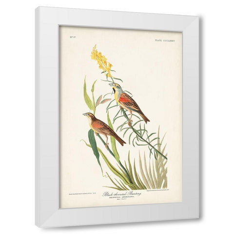 Pl. 384 Black-throated Bunting White Modern Wood Framed Art Print by Audubon, John James