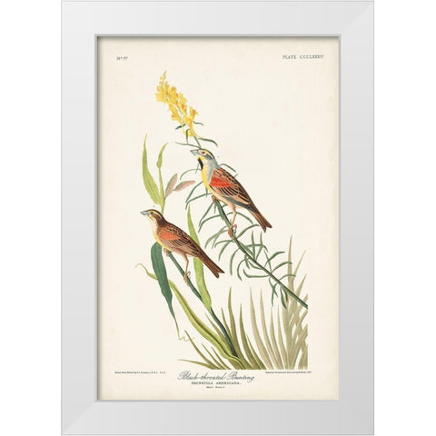 Pl. 384 Black-throated Bunting White Modern Wood Framed Art Print by Audubon, John James