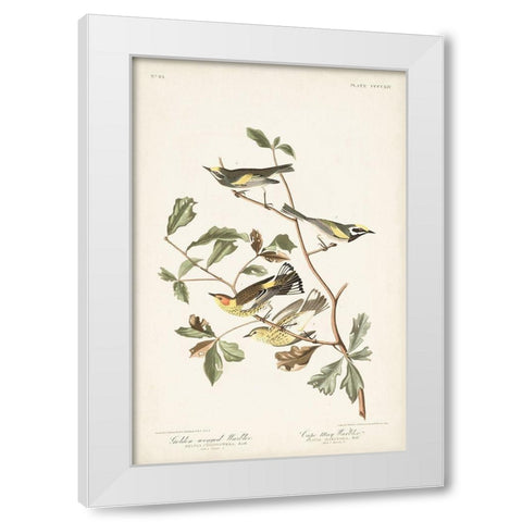 Pl. 414 Golden-winged Warbler White Modern Wood Framed Art Print by Audubon, John James