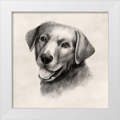 Charcoal Labrador II White Modern Wood Framed Art Print by Popp, Grace