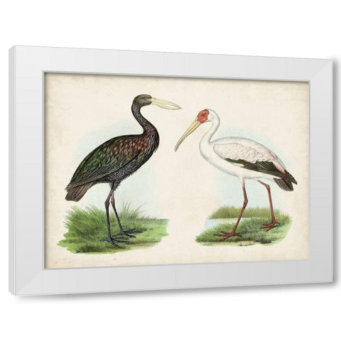Antique Waterbirds I White Modern Wood Framed Art Print by Unknown