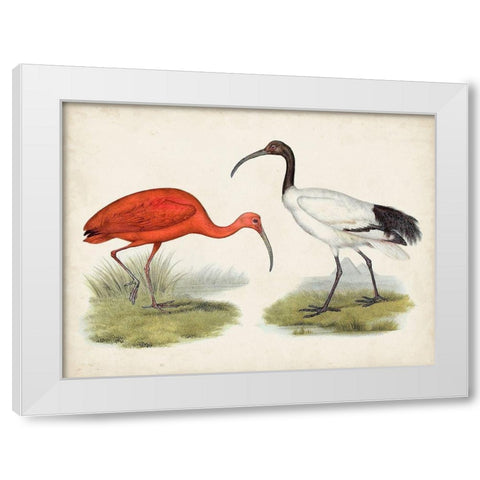 Antique Waterbirds II White Modern Wood Framed Art Print by Unknown