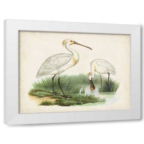 Antique Waterbirds III White Modern Wood Framed Art Print by Unknown