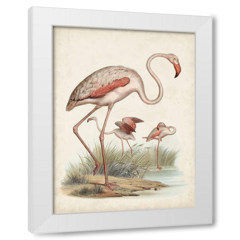 Antique Waterbirds IV White Modern Wood Framed Art Print by Unknown