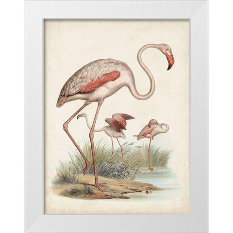 Antique Waterbirds IV White Modern Wood Framed Art Print by Unknown