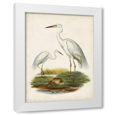 Antique Waterbirds V White Modern Wood Framed Art Print by Unknown