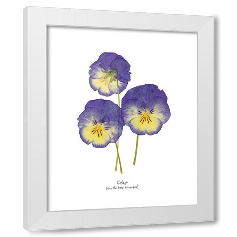 Pressed Violas I White Modern Wood Framed Art Print by Popp, Grace