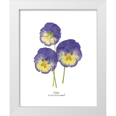 Pressed Violas I White Modern Wood Framed Art Print by Popp, Grace