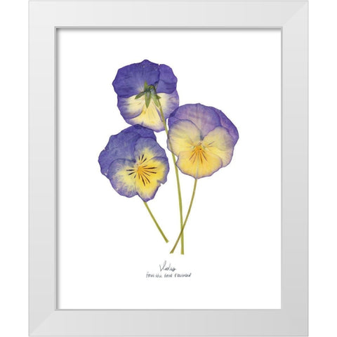 Pressed Violas II White Modern Wood Framed Art Print by Popp, Grace