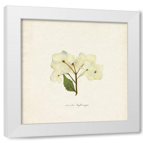 Cornales Hydrangea I White Modern Wood Framed Art Print by Caroline, Emma