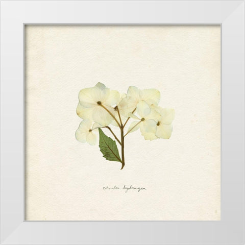 Cornales Hydrangea I White Modern Wood Framed Art Print by Caroline, Emma