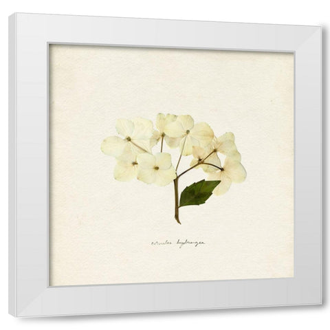 Cornales Hydrangea II White Modern Wood Framed Art Print by Caroline, Emma