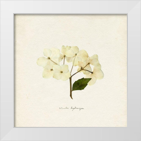 Cornales Hydrangea II White Modern Wood Framed Art Print by Caroline, Emma