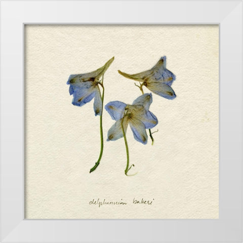 Pressed Blue Delphinium I White Modern Wood Framed Art Print by Caroline, Emma