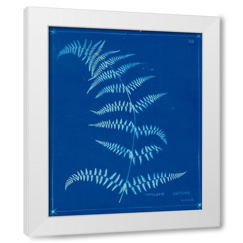 Cyanotype Ferns I White Modern Wood Framed Art Print by Unknown