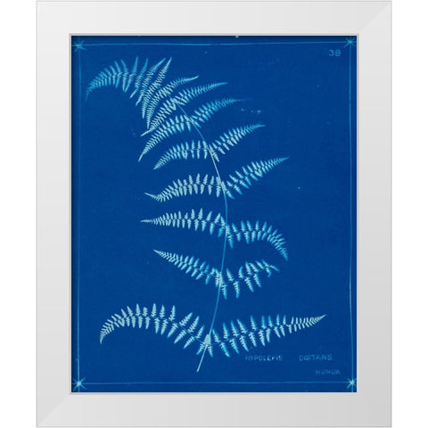 Cyanotype Ferns I White Modern Wood Framed Art Print by Unknown