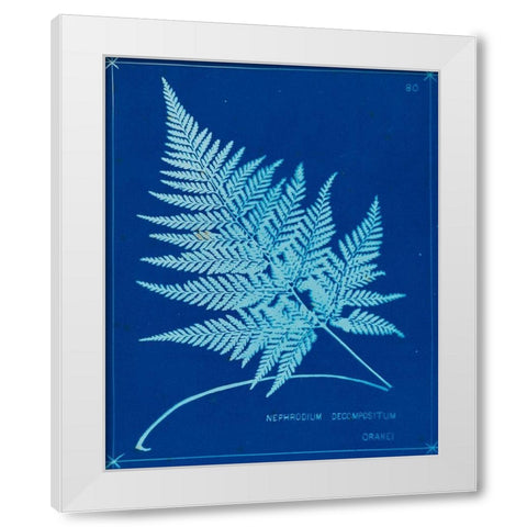 Cyanotype Ferns II White Modern Wood Framed Art Print by Unknown