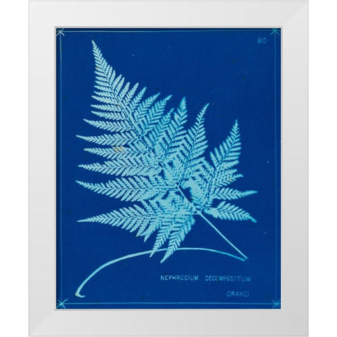 Cyanotype Ferns II White Modern Wood Framed Art Print by Unknown
